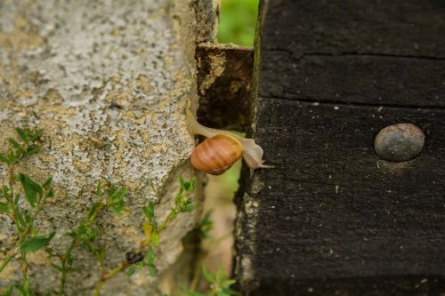 nature fence snail