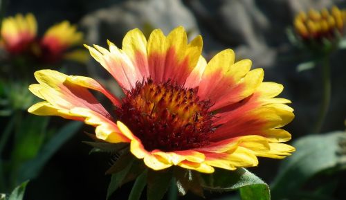 nature flower plant