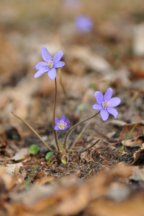 nature plant flower