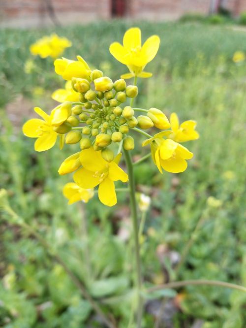 nature plant flower