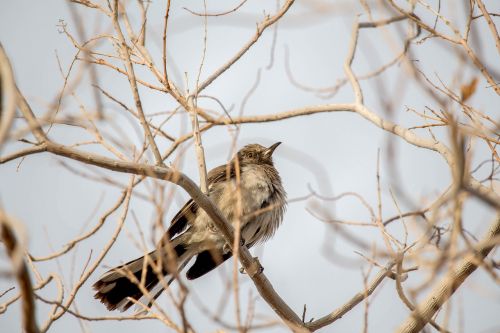 nature tree bird