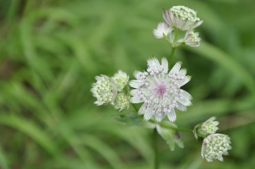 nature flower plant