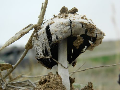 nature outdoor mushroom