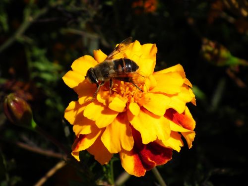 nature flower insect