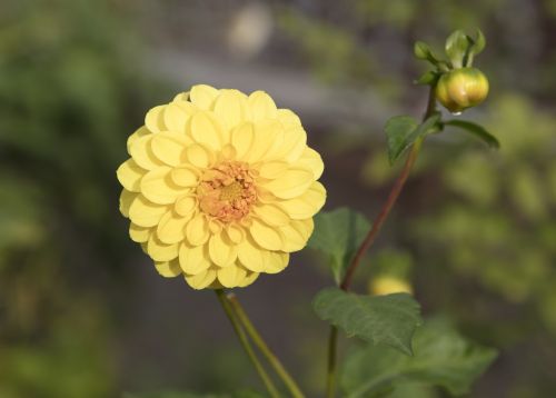 nature flower plant