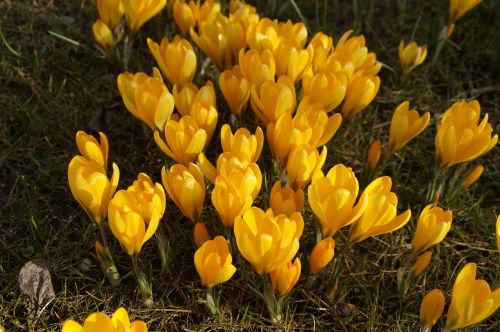 nature plant flower