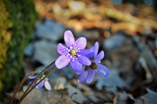 nature plant flower