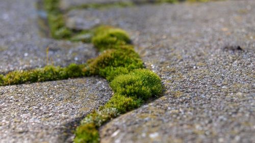 nature moss stone