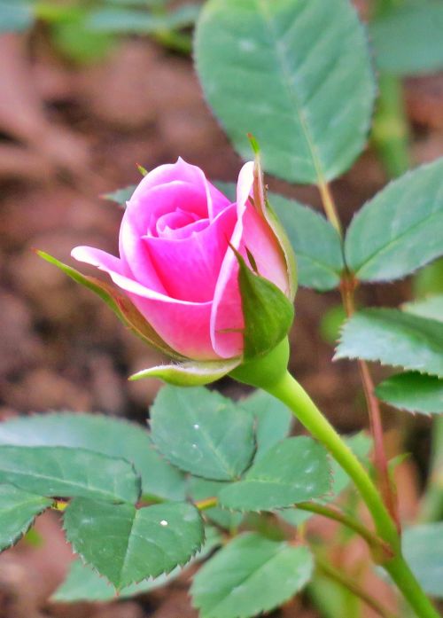 nature plant flower