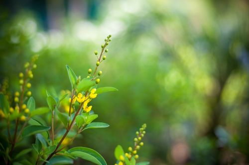 nature leaf flora