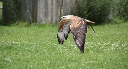 nature bird grass