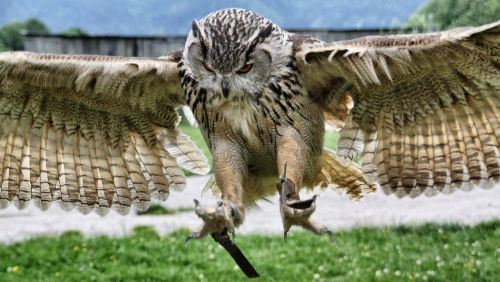 nature eagle owl raptor