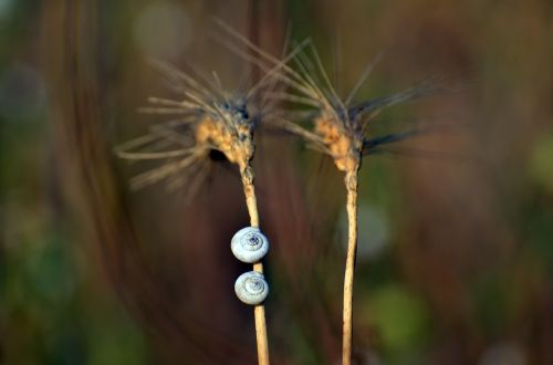 nature outdoors insect