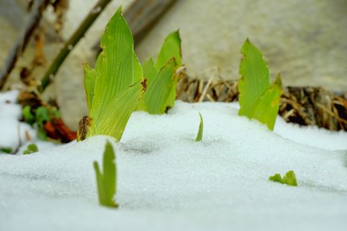 nature leaf snow