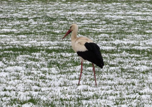 nature bird wildlife