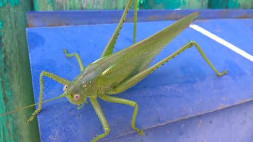 nature grasshopper outdoors