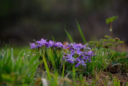 nature flowers plants