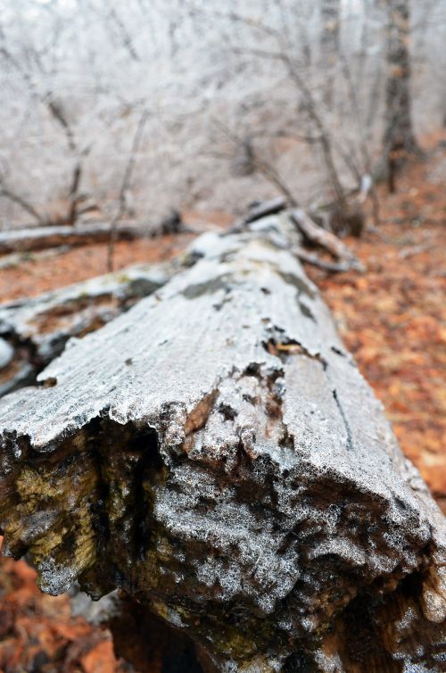 nature tree wood