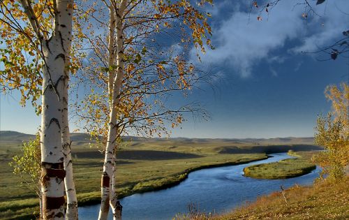 nature tree landscape