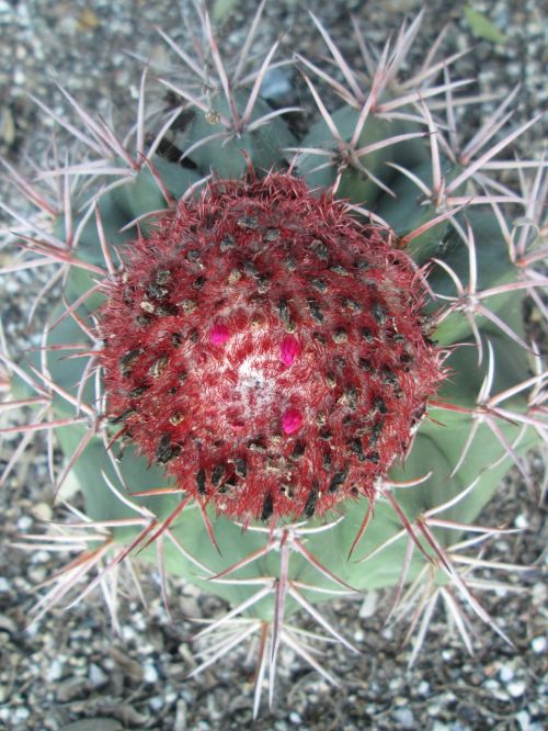 nature spine cactus