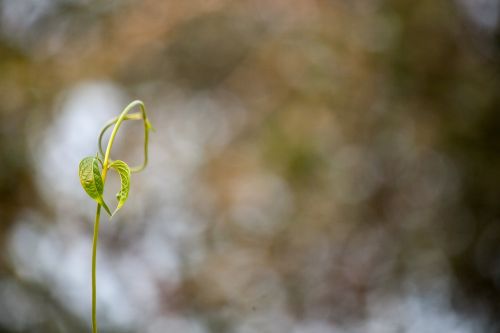 nature flora desktop