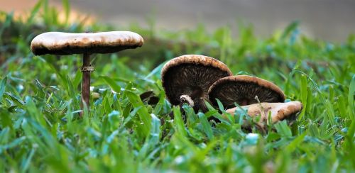 nature grass mushroom