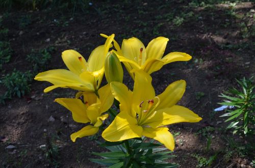 nature flowers plants