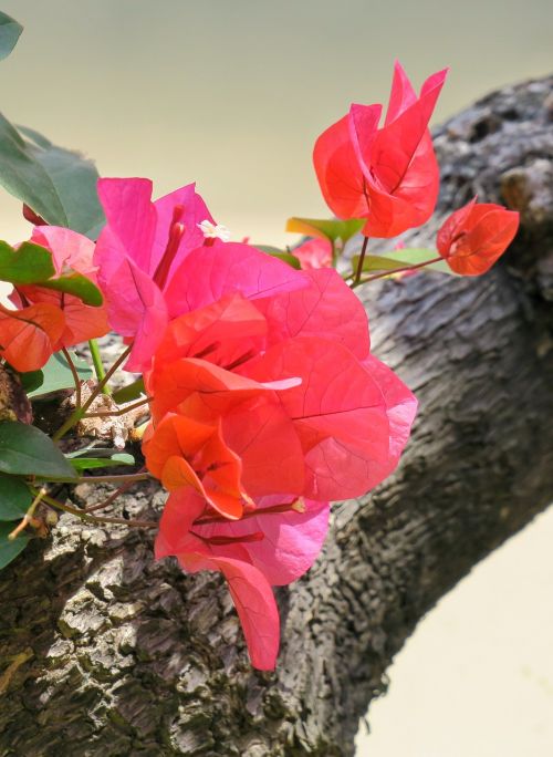 nature plant flower