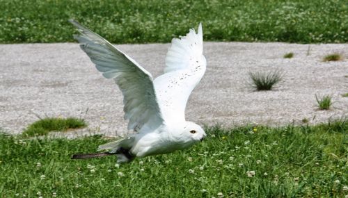 nature bird grass