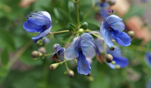 nature flora flower