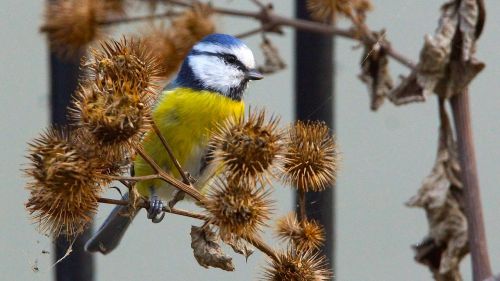 nature blue tit animal world