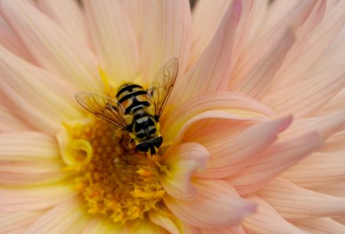 nature flower pollen