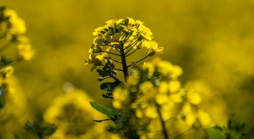 nature flower plant