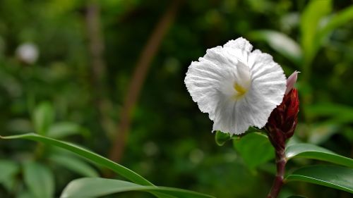 nature flora flower