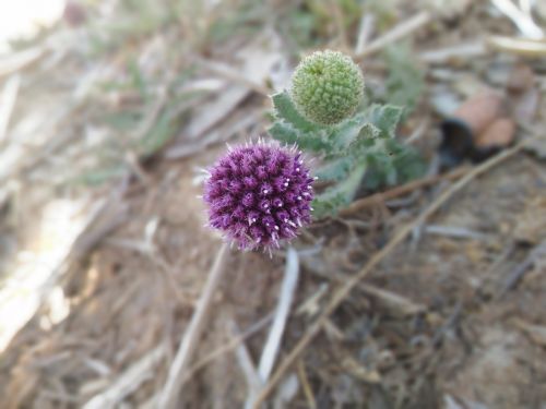 nature flora flower