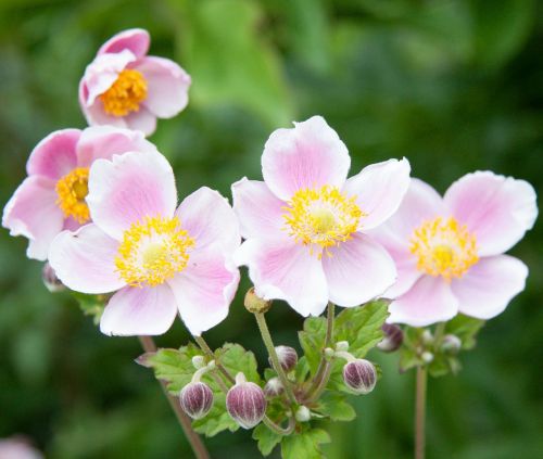 nature plant bloom