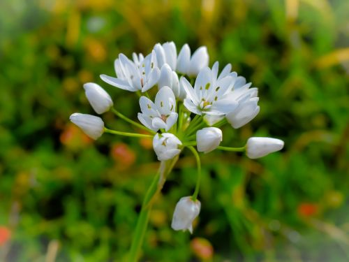 nature flower flora