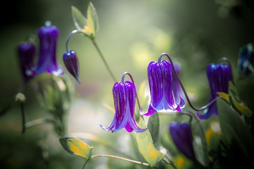 nature flower flora