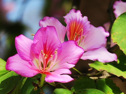 nature flower plant