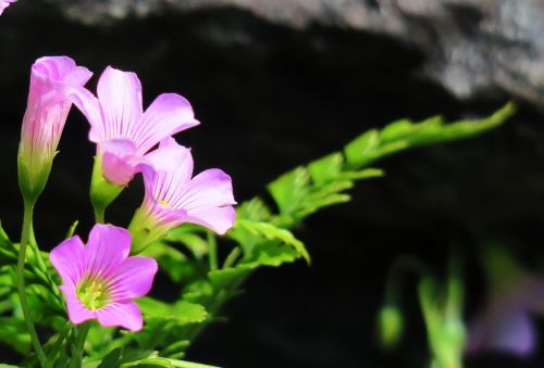 nature plant flower