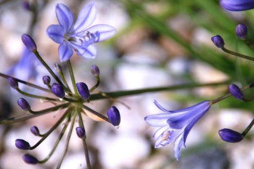 nature plant garden