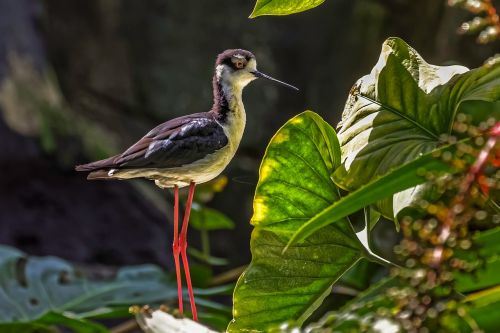 nature outdoor bird