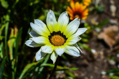 nature plant flower