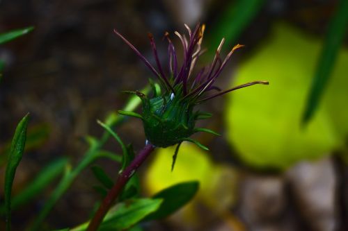 nature leaf plant