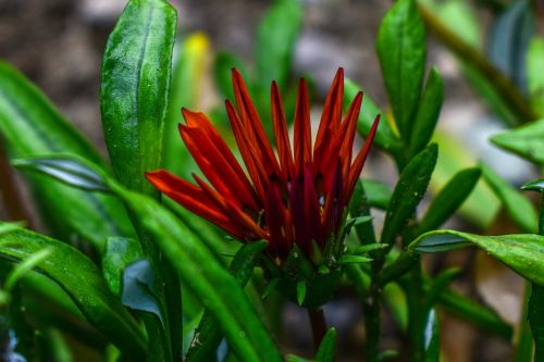 nature leaf plant