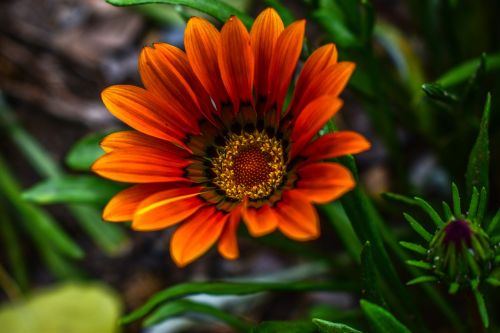 nature plant flower