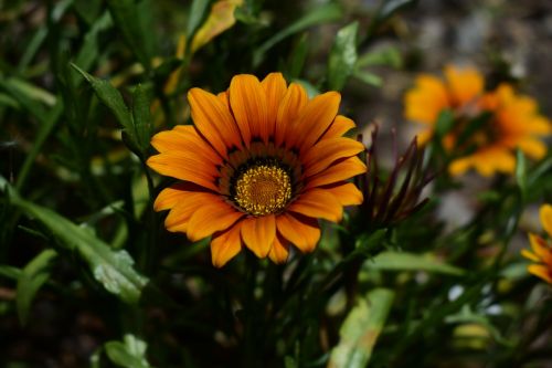 nature flower plant