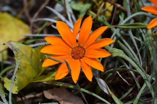 nature flower plant