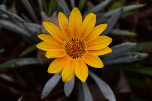 nature plant flower