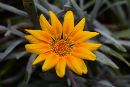 nature plant flower